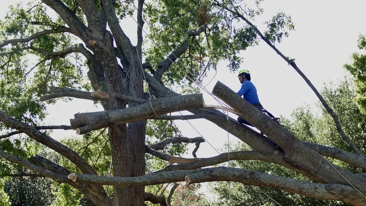 Professional Crown Thinning performed by certified arborists in Mc Dougal